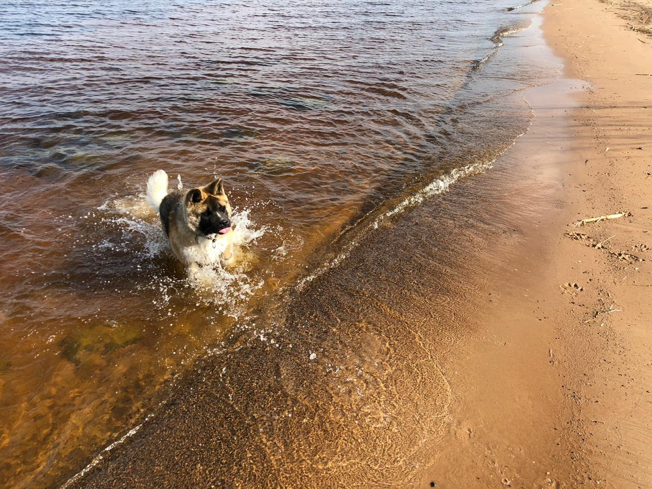 RUBYLIGHT BISHAMON * Тиль. AMERICAN AKITA RUBYLIGHT KENNEL I SHIBA-INU