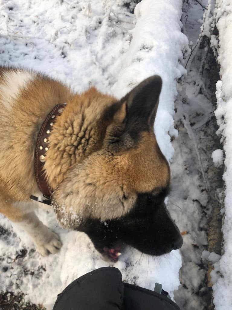 RUBYLIGHT BISHAMON * Тиль. AMERICAN AKITA RUBYLIGHT KENNEL I SHIBA-INU
