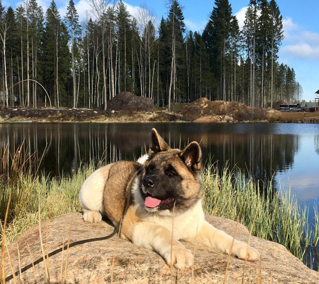 Американская акита питомник RUBYLIGHT. Американская акита I Сиба ину I Питомник RUBYLIGHT