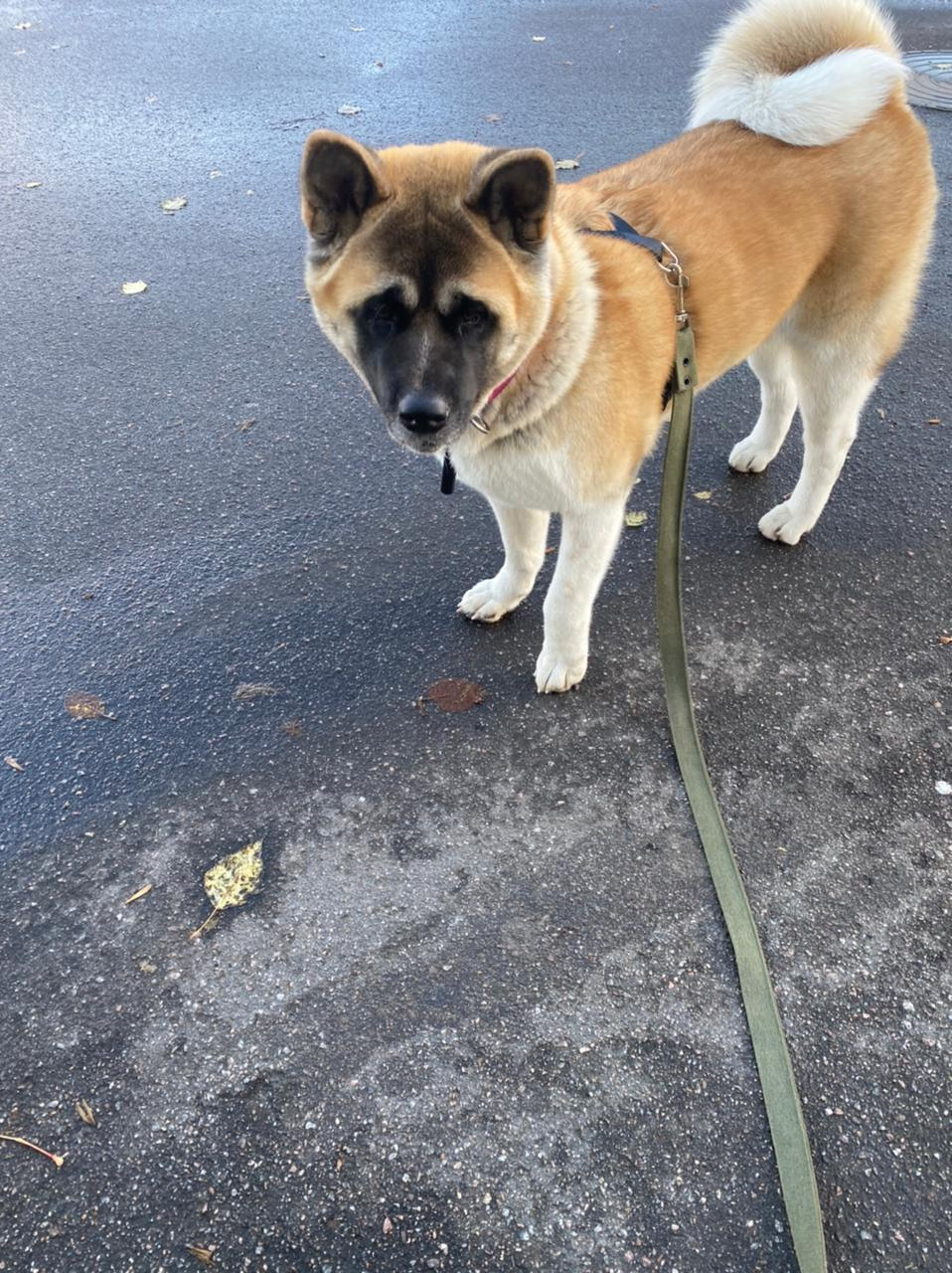 RUBYLIGHT GARMONIA * Гаара. AMERICAN AKITA RUBYLIGHT KENNEL I SHIBA-INU