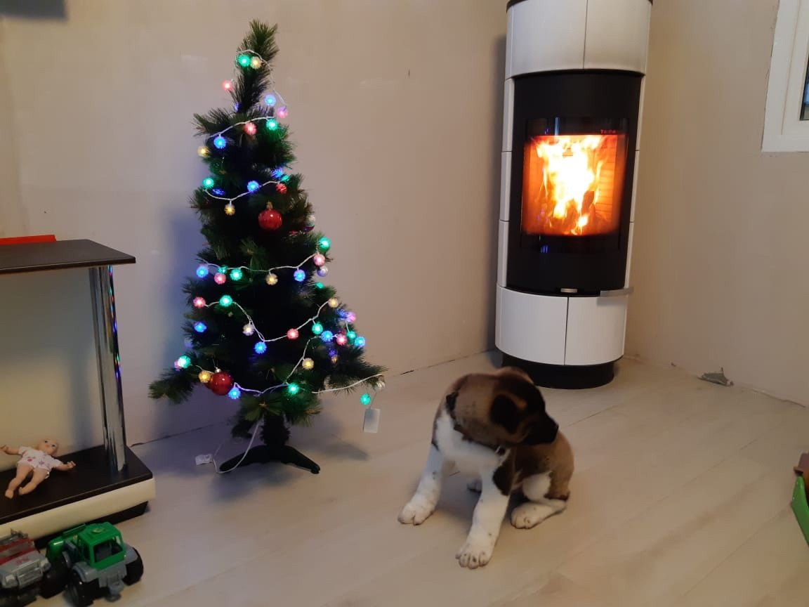 RUBYLIGHT GARRY * Гарри. AMERICAN AKITA RUBYLIGHT KENNEL I SHIBA-INU