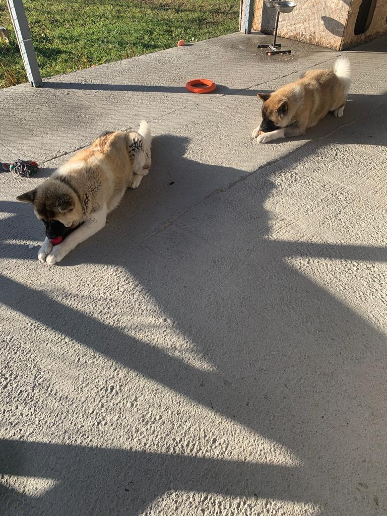 RUBYLIGHT GRACE  & RUBYLIGHT GLORIA. AMERICAN AKITA RUBYLIGHT KENNEL I SHIBA-INU