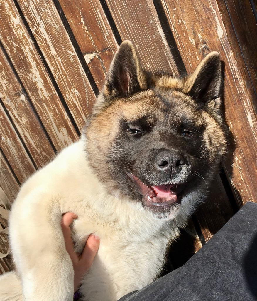 Американская акита питомник RUBYLIGHT. Американская акита I Сиба ину I Питомник RUBYLIGHT