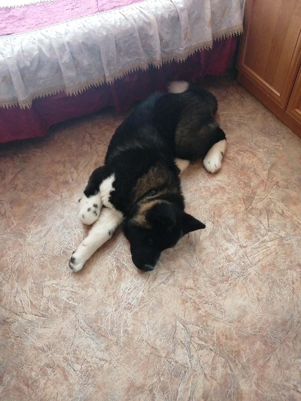 Rubylight Grom Американская акита питомник Рубилайт