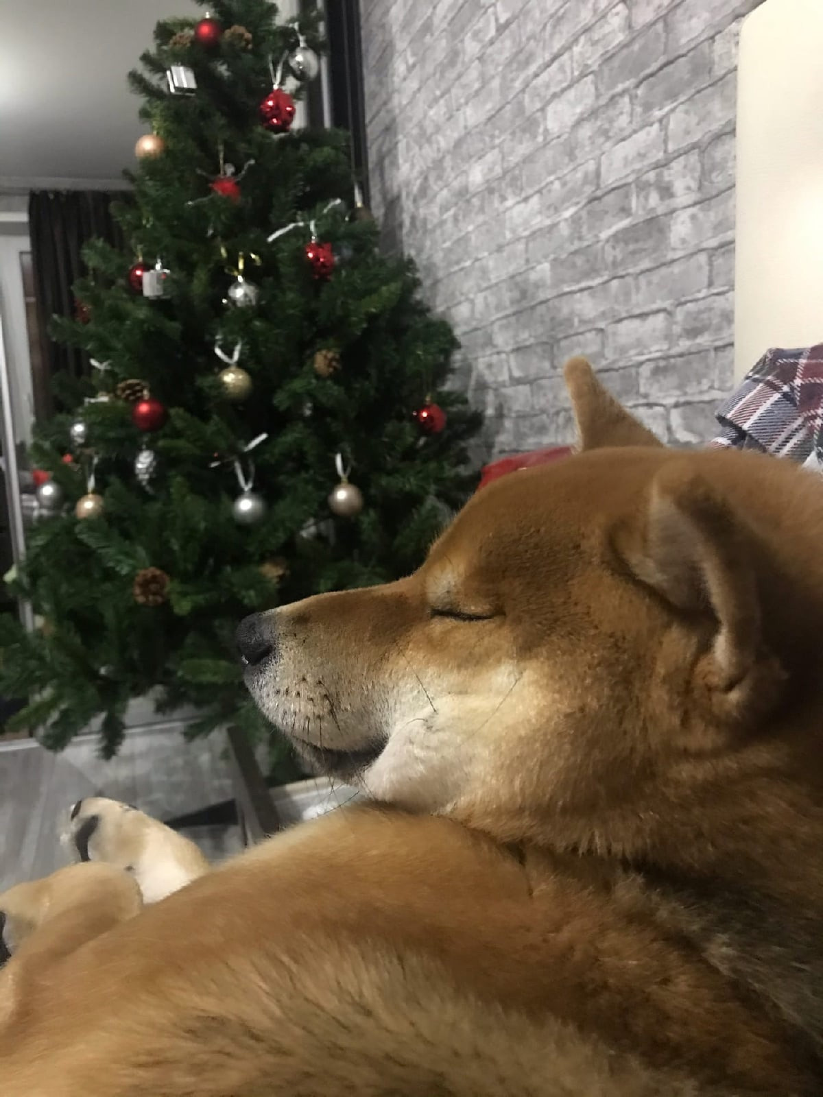 RUBYLIGHT DIN WINCHESTER. AMERICAN AKITA RUBYLIGHT KENNEL I SHIBA-INU