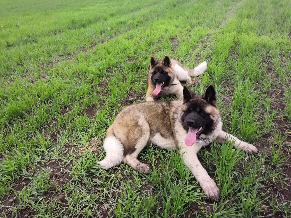 Американская акита питомник RUBYLIGHT. Американская акита I Сиба ину I Питомник RUBYLIGHT