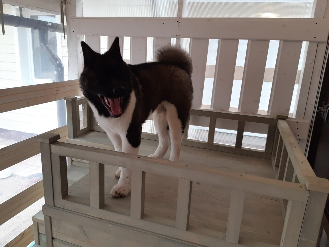 RUBYLIGHT GARRY * Гарри. AMERICAN AKITA RUBYLIGHT KENNEL I SHIBA-INU