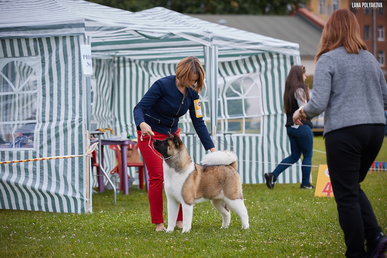 Американская акита питомник RUBYLIGHT. Американская акита I Сиба ину I Питомник RUBYLIGHT