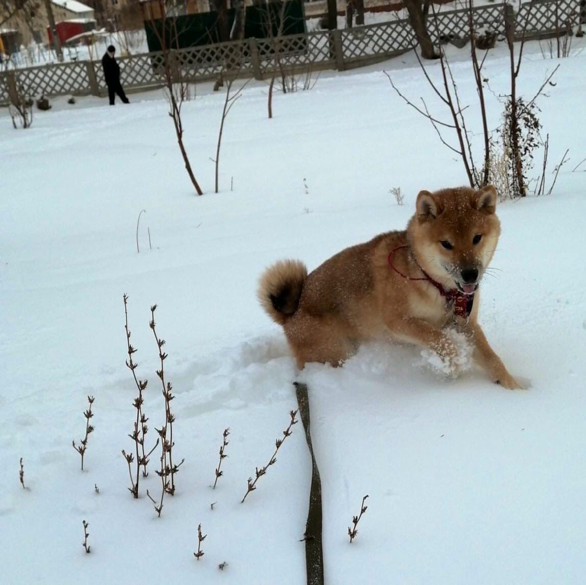 RUBYLIGHT DIN WINCHESTER. AMERICAN AKITA RUBYLIGHT KENNEL I SHIBA-INU