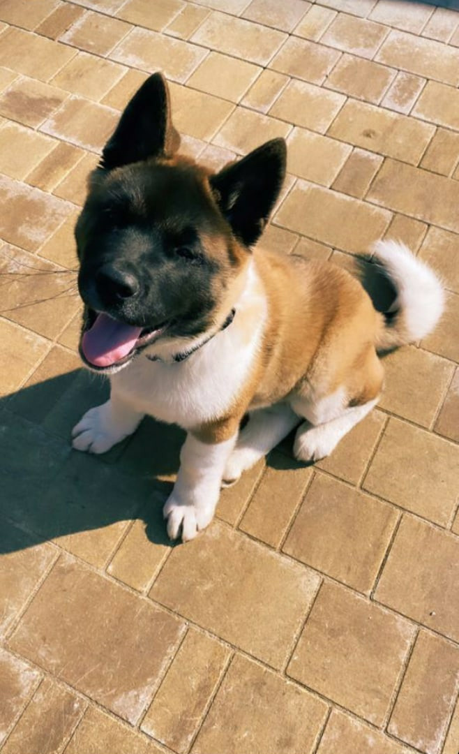 Американская акита питомник RUBYLIGHT. Американская акита I Сиба ину I Питомник RUBYLIGHT