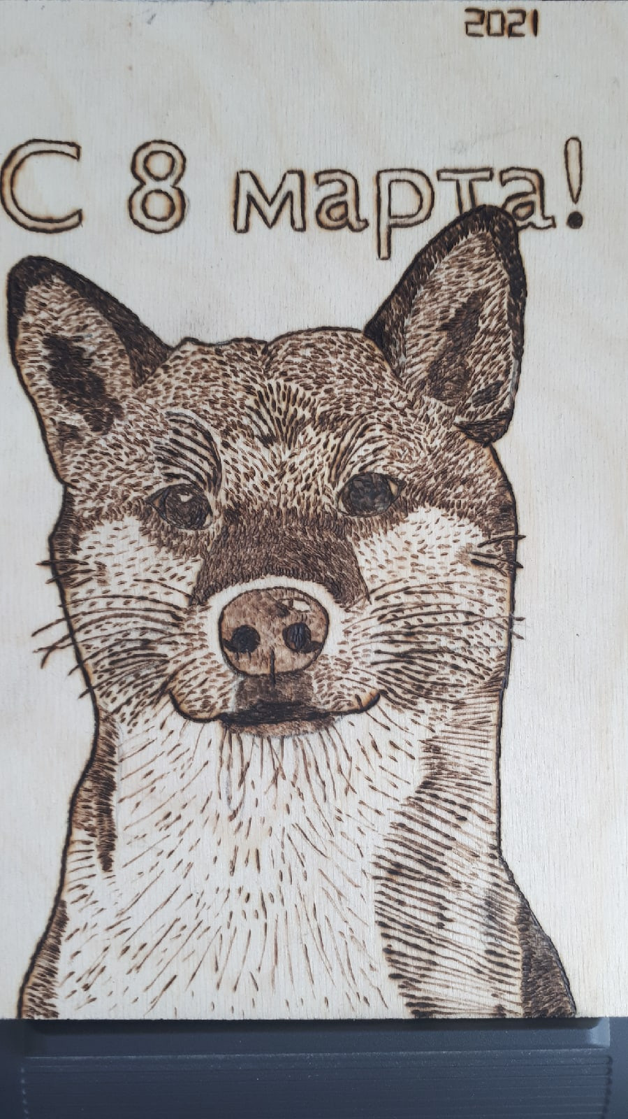 RUBYLIGHT DOLL * Долька (Отец: Хиро * HANDZIMEMESITE HIRO , Мать: Дэва * ZOLOTO PARTII DEVANA GODDESS OF HUNT) сиба