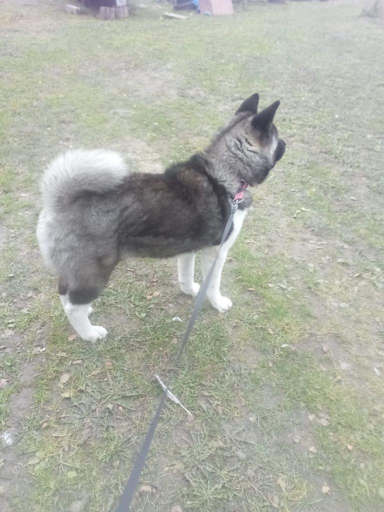 RUBYLIGHT GLAMUR * Глаша. AMERICAN AKITA RUBYLIGHT KENNEL I SHIBA-INU