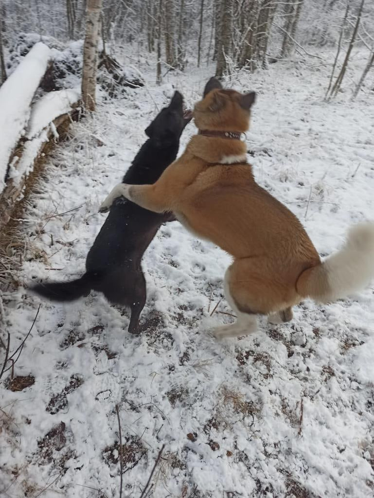 RUBYLIGHT BISHAMON * Тиль. AMERICAN AKITA RUBYLIGHT KENNEL I SHIBA-INU