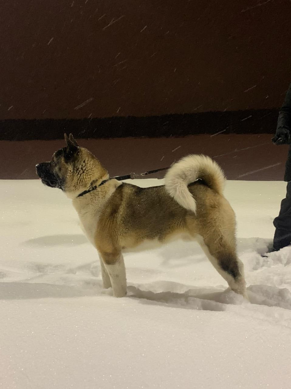 Американская акита питомник RUBYLIGHT. Американская акита I Сиба ину I Питомник RUBYLIGHT