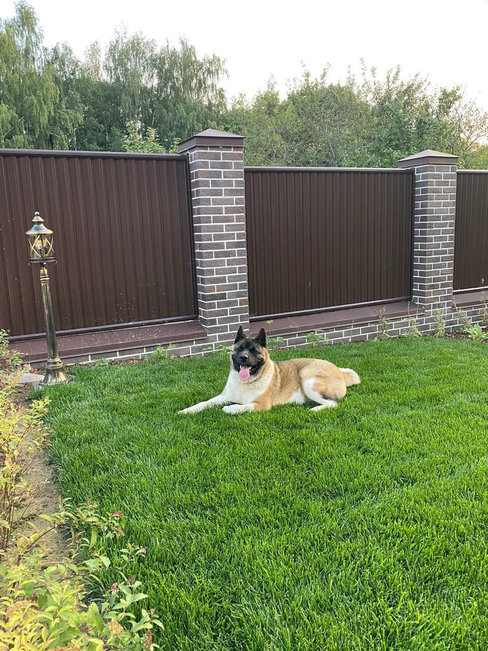 Американская акита питомник RUBYLIGHT. Американская акита I Сиба ину I Питомник RUBYLIGHT