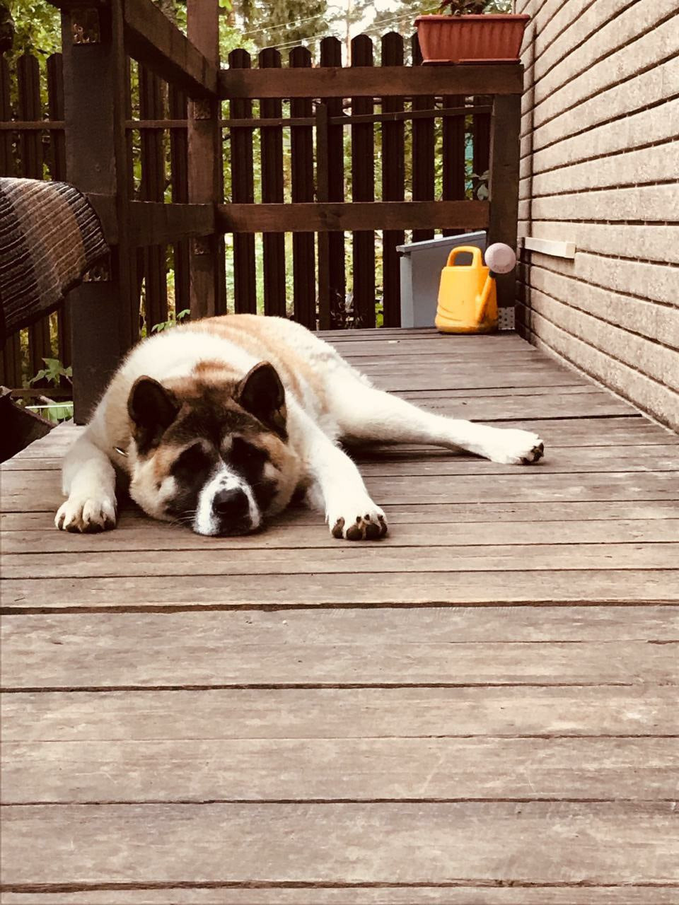 RUBYLIGHT EGEVIKA. AMERICAN AKITA RUBYLIGHT KENNEL I SHIBA-INU