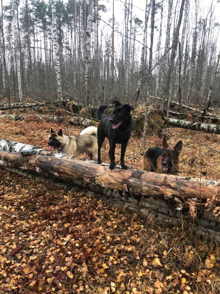 RUBYLIGHT BISHAMON * Тиль. AMERICAN AKITA RUBYLIGHT KENNEL I SHIBA-INU