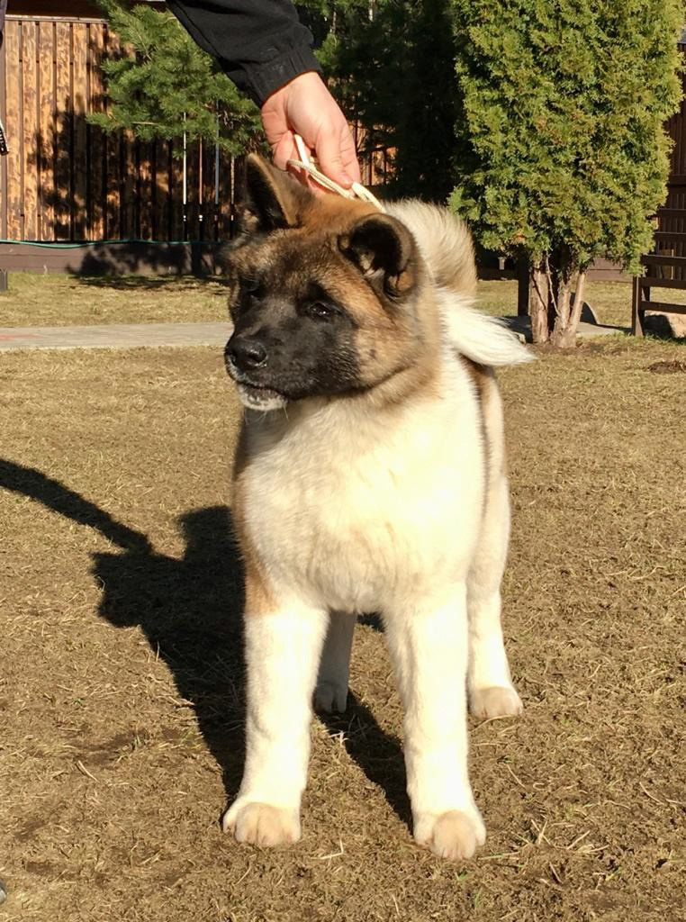 Американская акита питомник RUBYLIGHT. Американская акита I Сиба ину I Питомник RUBYLIGHT