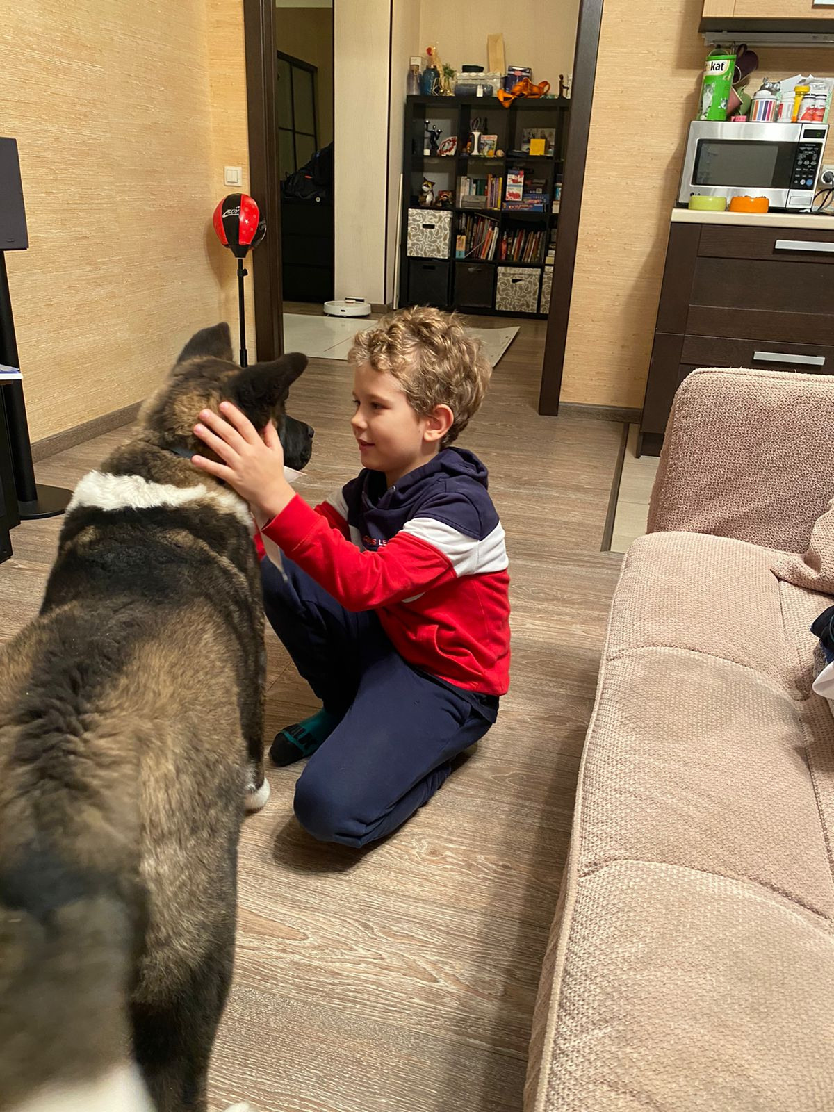 RUBYLIGHT Kiros. AMERICAN AKITA RUBYLIGHT KENNEL I SHIBA-INU