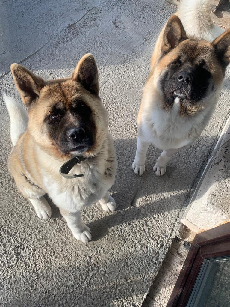 RUBYLIGHT GRACE  & RUBYLIGHT GLORIA. AMERICAN AKITA RUBYLIGHT KENNEL I SHIBA-INU