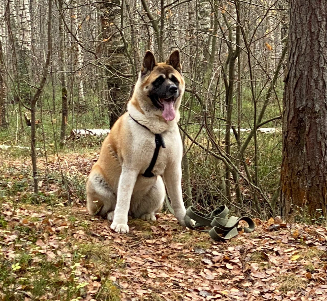 RUBYLIGHT GARMONIA * Гаара. AMERICAN AKITA RUBYLIGHT KENNEL I SHIBA-INU