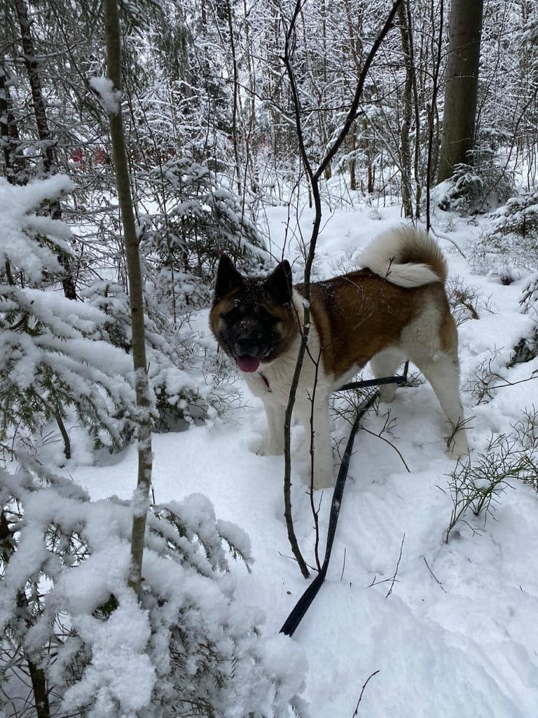 Американская акита питомник RUBYLIGHT. Американская акита I Сиба ину I Питомник RUBYLIGHT