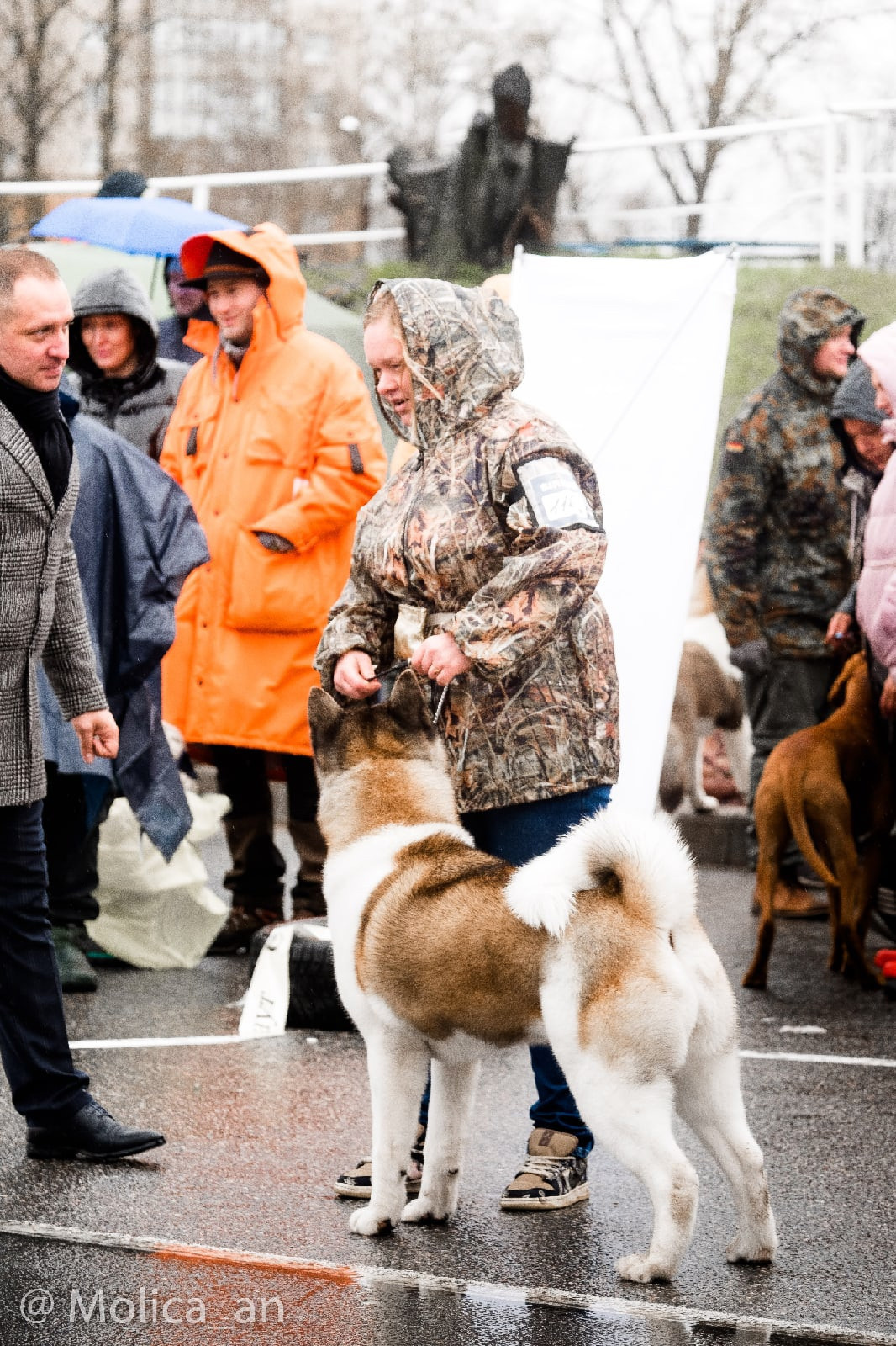 Американская акита питомник RUBYLIGHT. Американская акита I Сиба ину I Питомник RUBYLIGHT