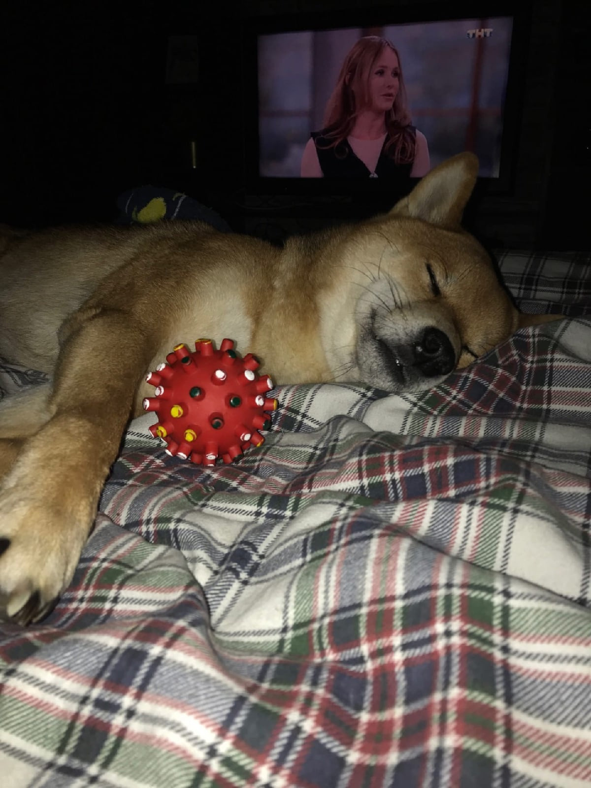 RUBYLIGHT DIN WINCHESTER. AMERICAN AKITA RUBYLIGHT KENNEL I SHIBA-INU