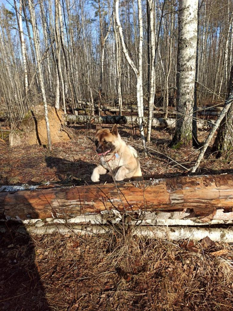 RUBYLIGHT BISHAMON * Тиль. AMERICAN AKITA RUBYLIGHT KENNEL I SHIBA-INU