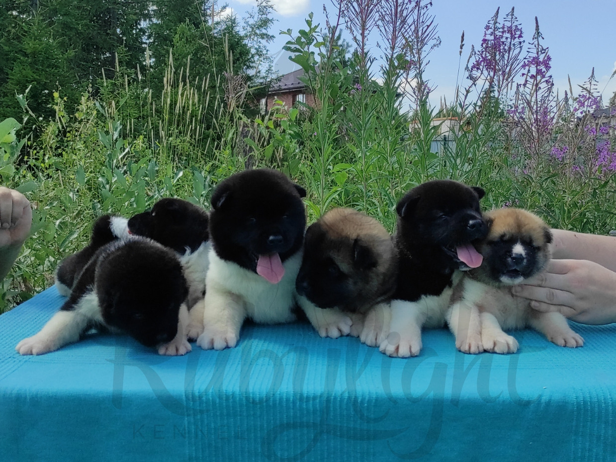 Американская акита питомник RUBYLIGHT. Американская акита I Сиба ину I Питомник RUBYLIGHT