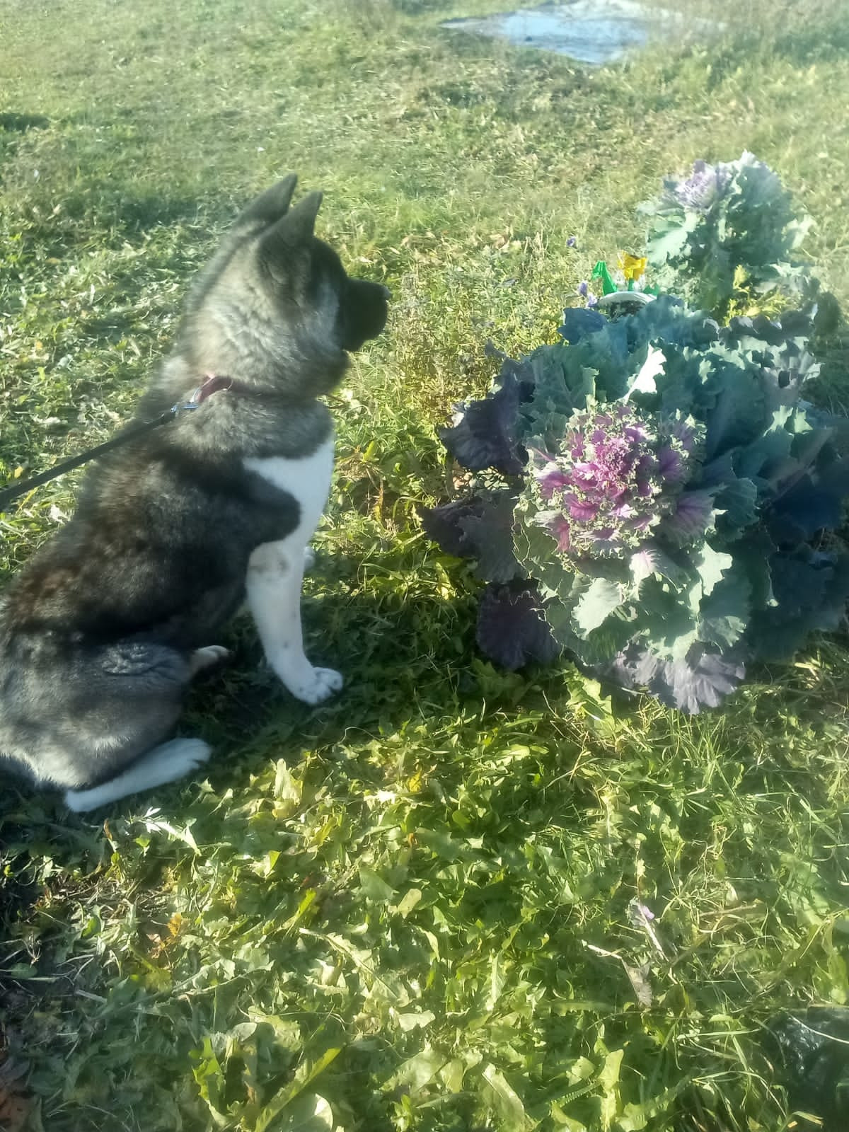 RUBYLIGHT GLAMUR * Глаша. AMERICAN AKITA RUBYLIGHT KENNEL I SHIBA-INU