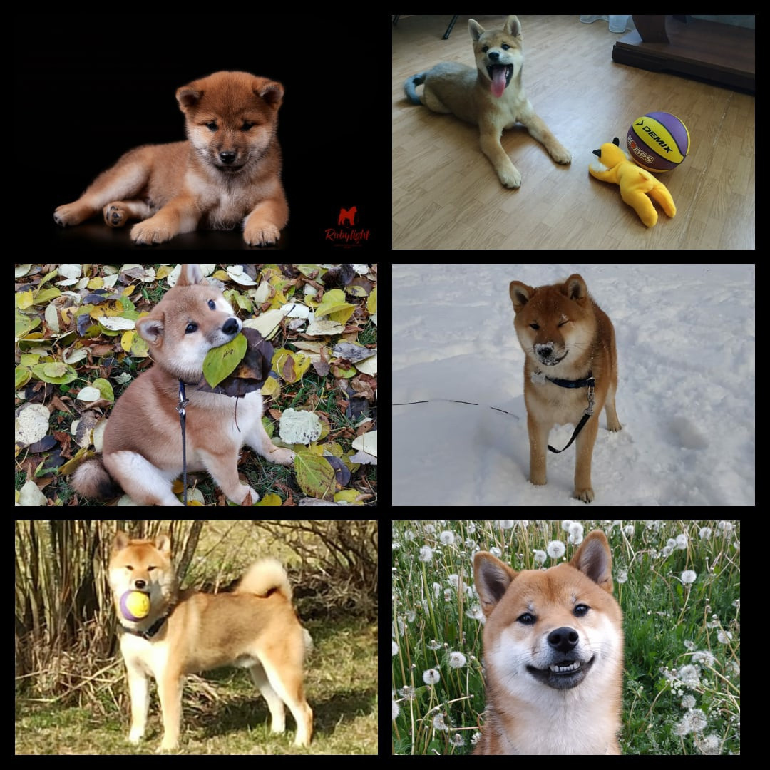 Сиба питомник RUBYLIGHT. Американская акита I Сиба ину I Питомник RUBYLIGHT