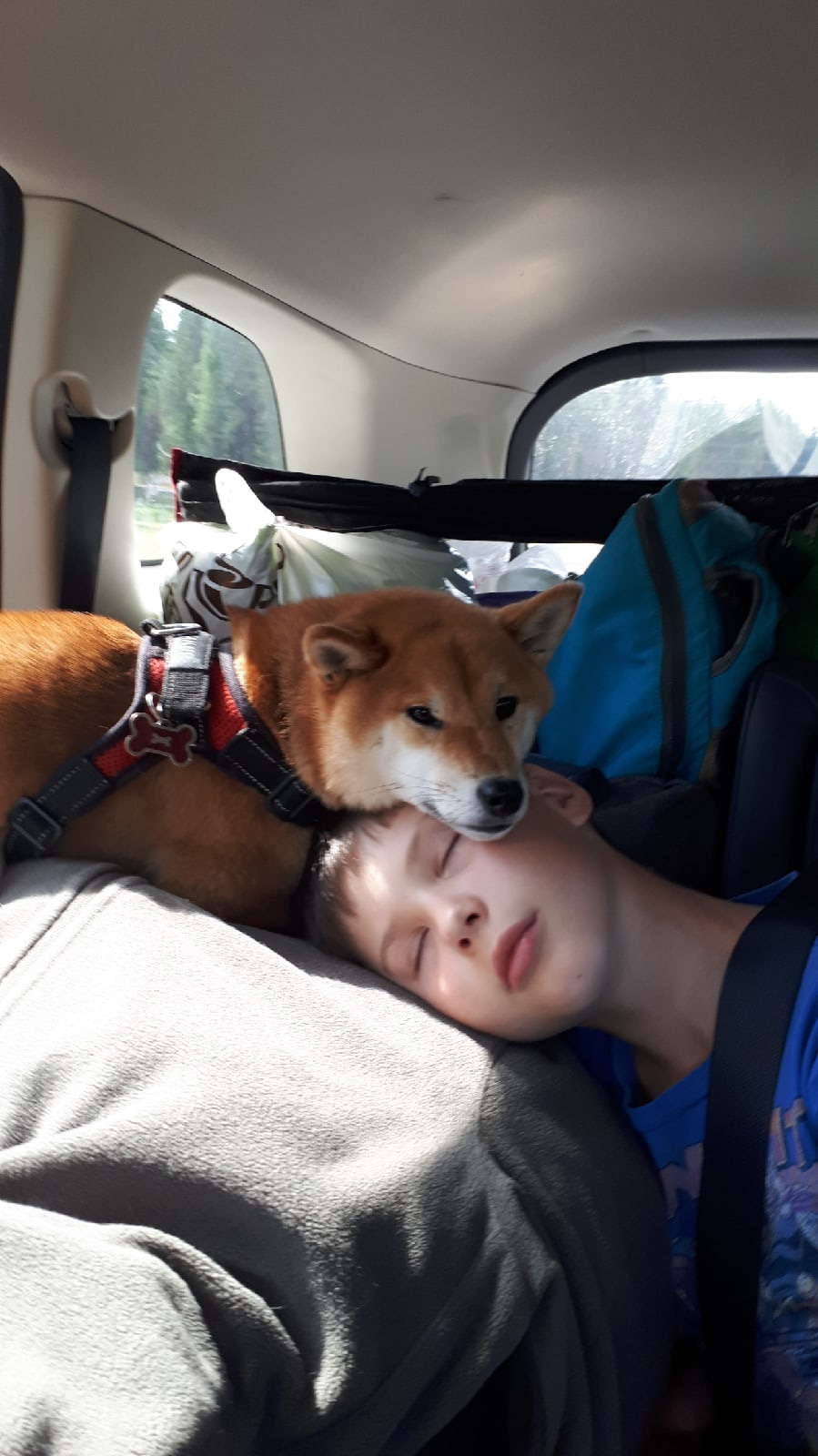 RUBYLIGHT DOLL * Долька (Отец: Хиро * HANDZIMEMESITE HIRO , Мать: Дэва * ZOLOTO PARTII DEVANA GODDESS OF HUNT) сиба