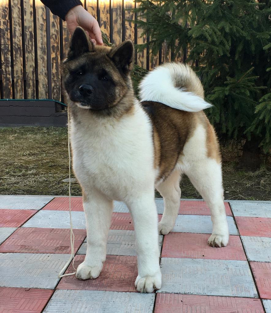 Американская акита питомник RUBYLIGHT. Американская акита I Сиба ину I Питомник RUBYLIGHT