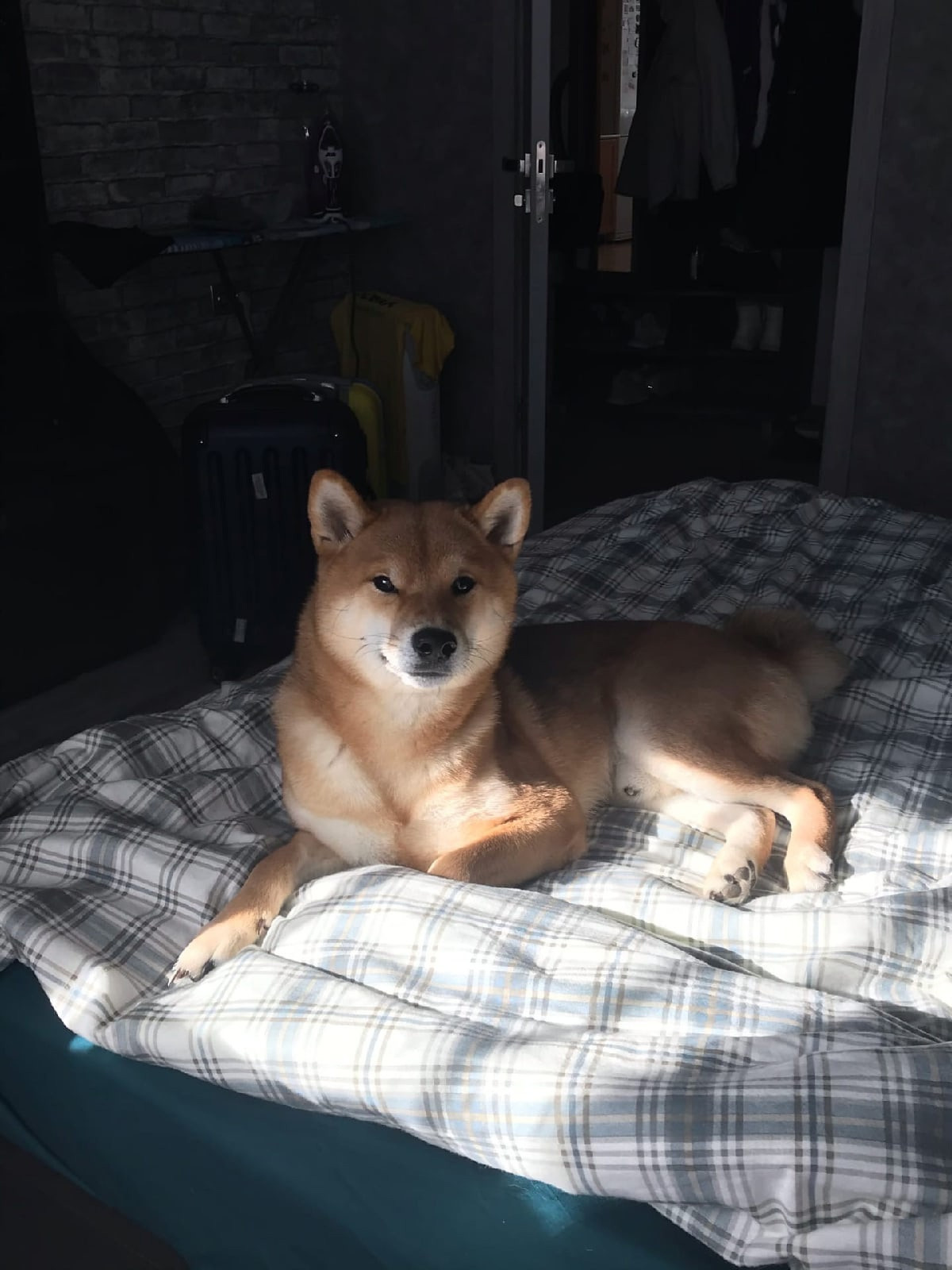 RUBYLIGHT DIN WINCHESTER. AMERICAN AKITA RUBYLIGHT KENNEL I SHIBA-INU