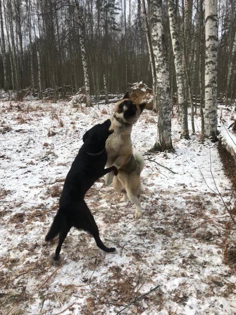 RUBYLIGHT BISHAMON * Тиль. AMERICAN AKITA RUBYLIGHT KENNEL I SHIBA-INU