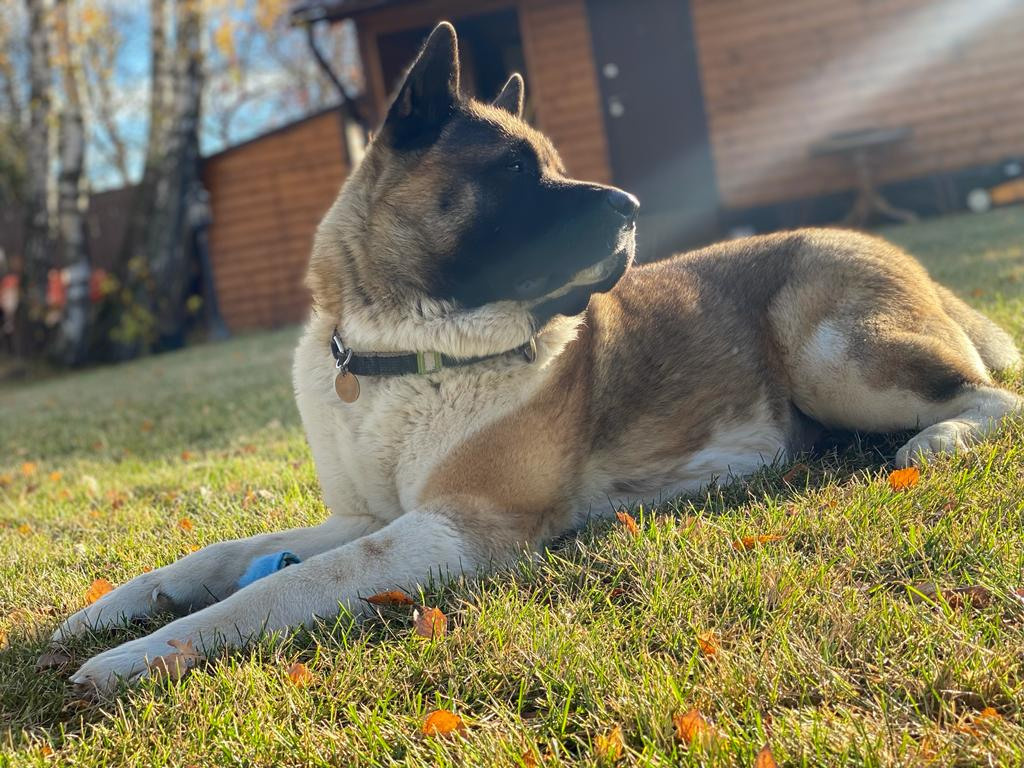 Американская акита питомник RUBYLIGHT. Американская акита I Сиба ину I Питомник RUBYLIGHT