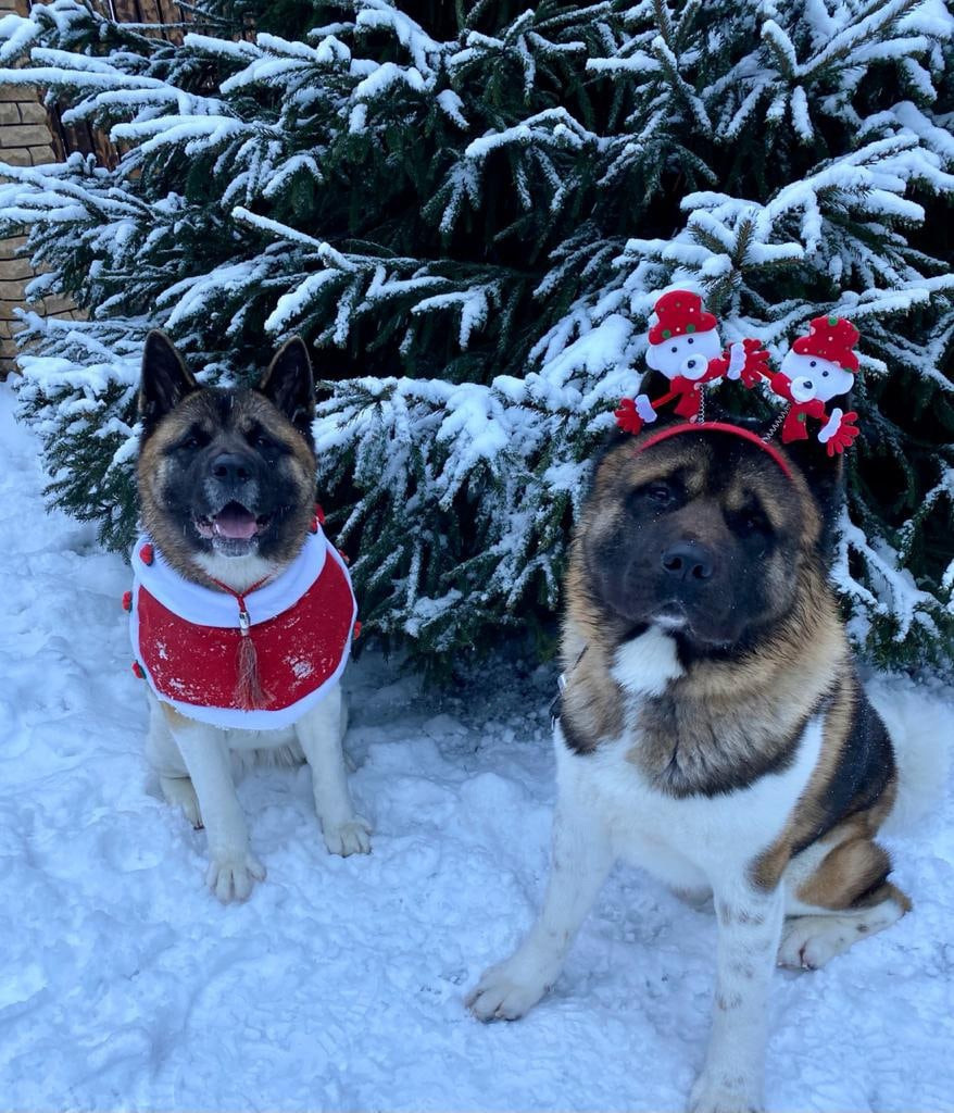 Американская акита питомник RUBYLIGHT. Американская акита I Сиба ину I Питомник RUBYLIGHT