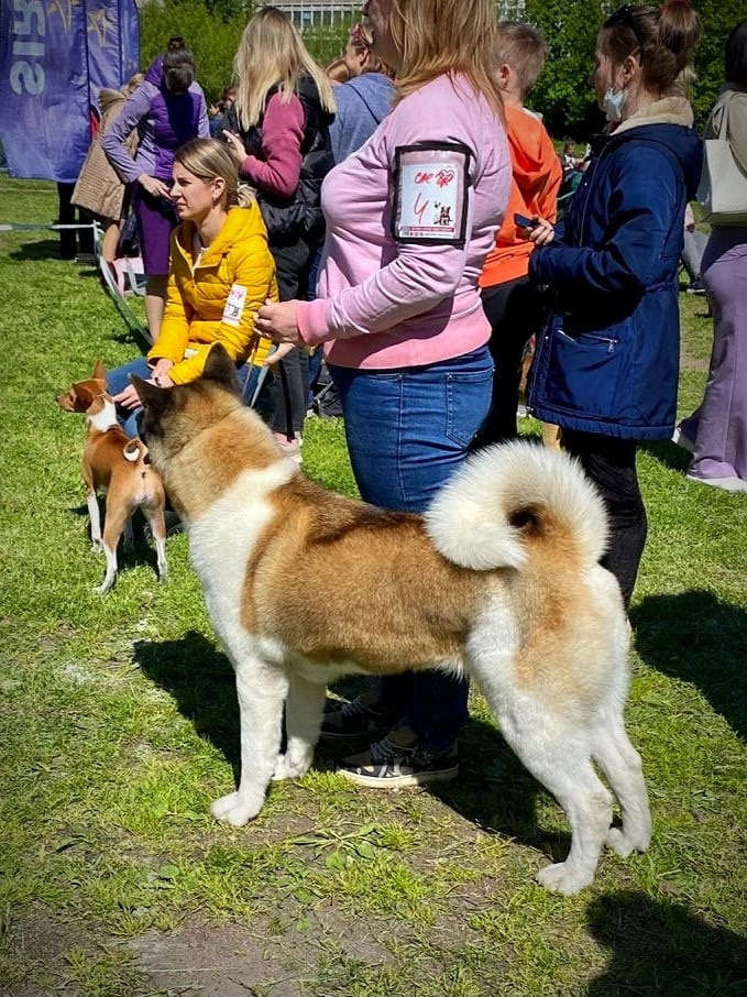 Американская акита питомник RUBYLIGHT. Американская акита I Сиба ину I Питомник RUBYLIGHT