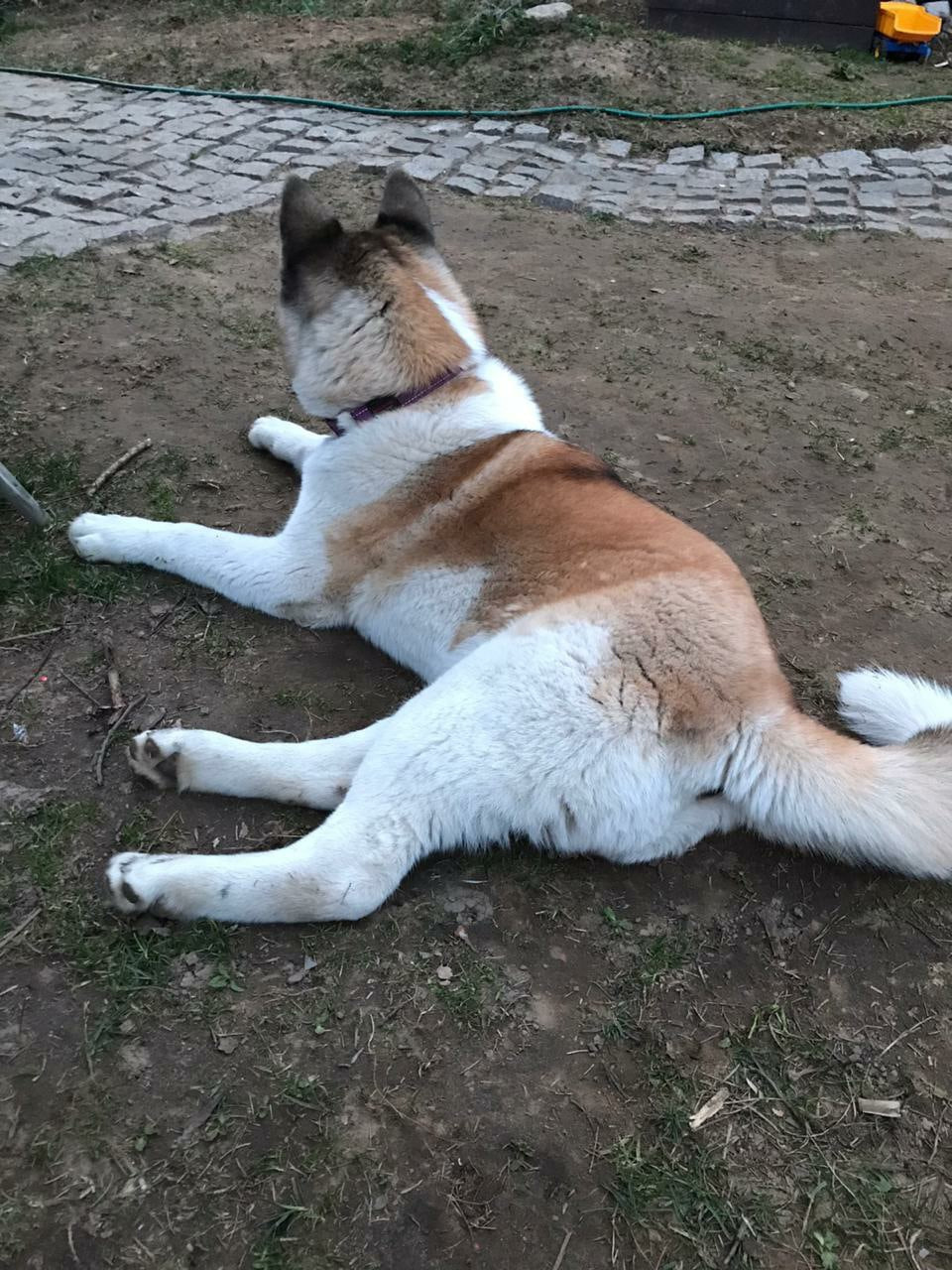 RUBYLIGHT EGEVIKA. AMERICAN AKITA RUBYLIGHT KENNEL I SHIBA-INU