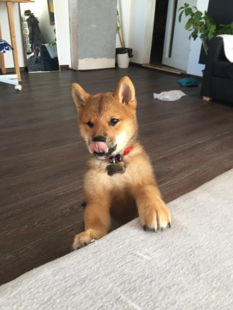 RUBYLIGHT DEXTER. AMERICAN AKITA RUBYLIGHT KENNEL I SHIBA-INU