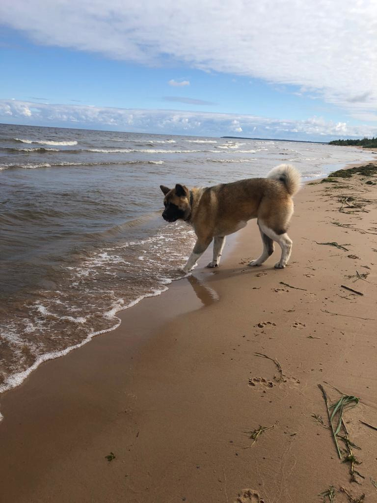 RUBYLIGHT BISHAMON * Тиль. AMERICAN AKITA RUBYLIGHT KENNEL I SHIBA-INU