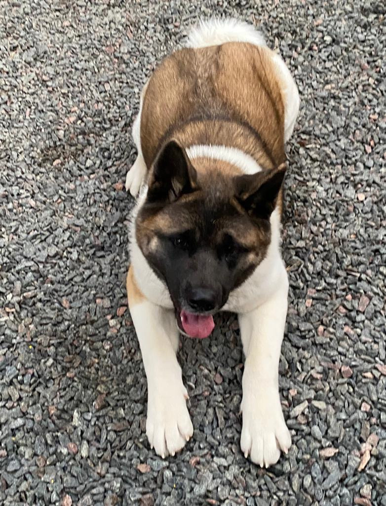 Американская акита питомник RUBYLIGHT. Американская акита I Сиба ину I Питомник RUBYLIGHT