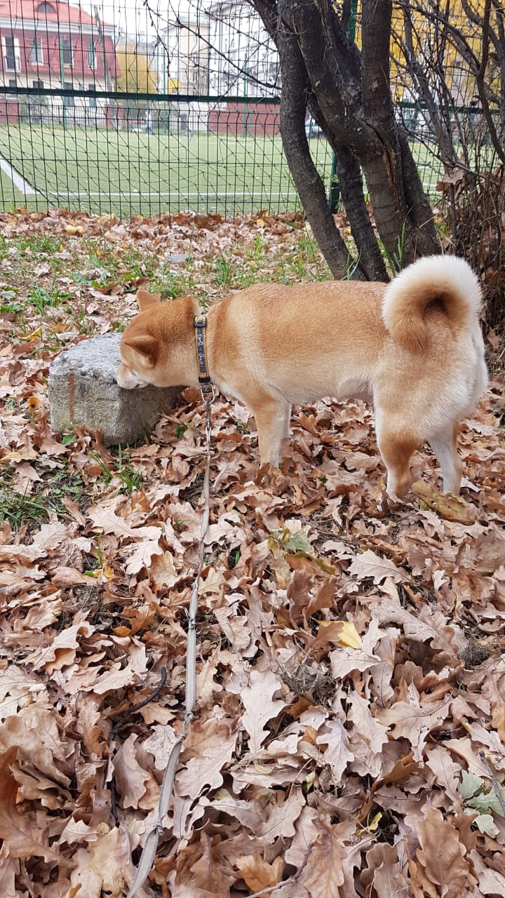 Ясная * IMPERIYA ELENSVETA ASTA LA VISTA, Санкт-Петербург, RUBYLIGHT kennel