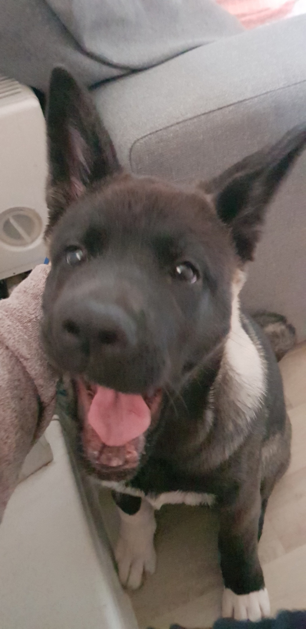 Американская акита питомник RUBYLIGHT. Американская акита I Сиба ину I Питомник RUBYLIGHT