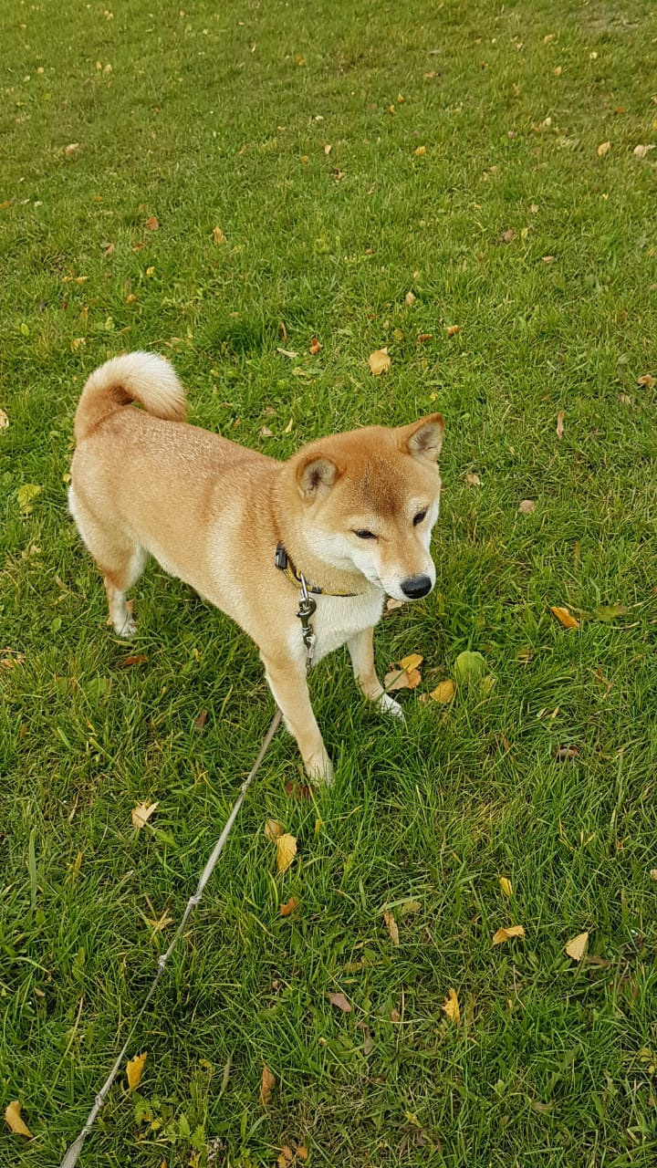 Ясная * IMPERIYA ELENSVETA ASTA LA VISTA, Санкт-Петербург, RUBYLIGHT kennel
