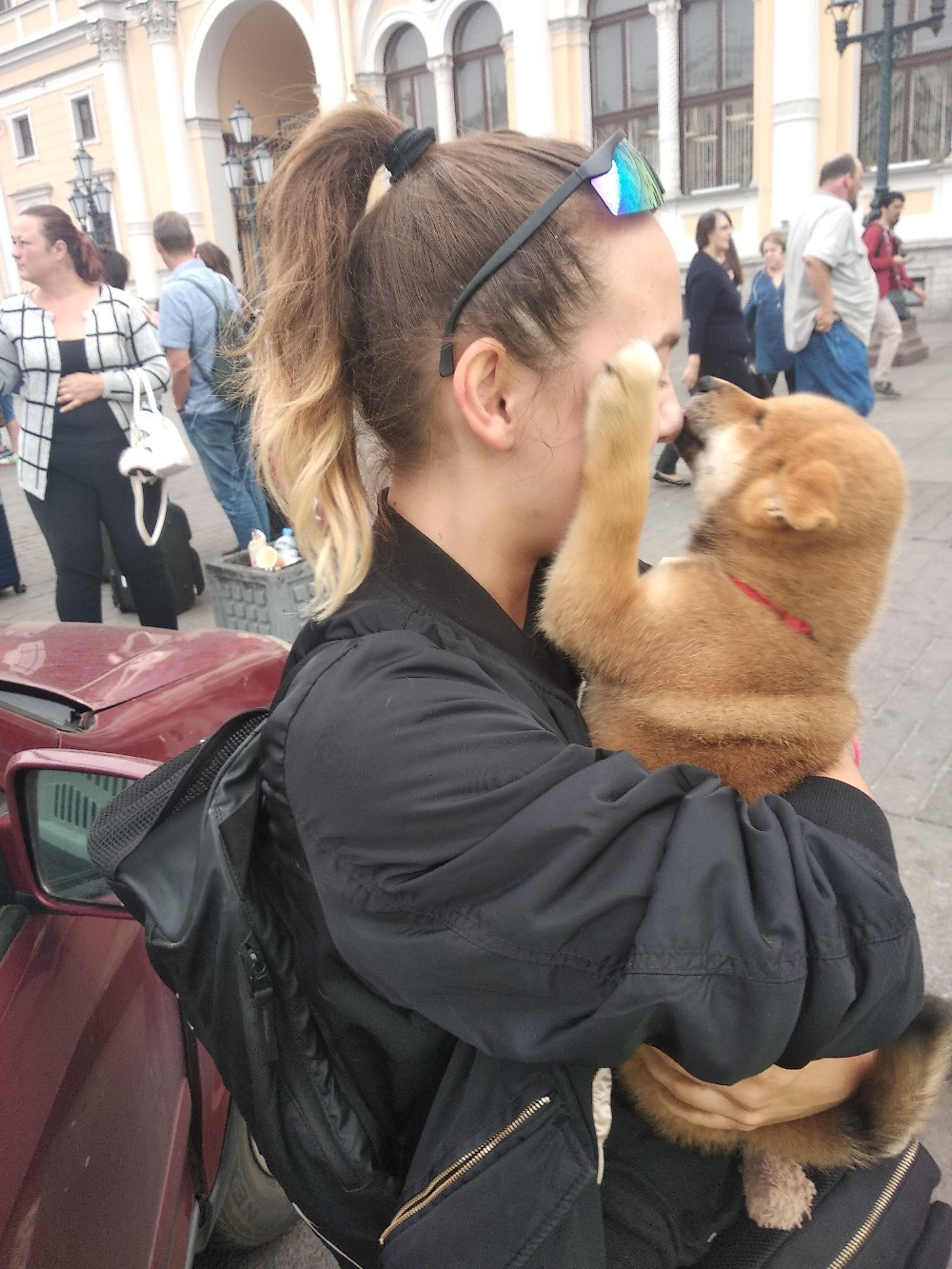 RUBYLIGHT DIN WINCHESTER. AMERICAN AKITA RUBYLIGHT KENNEL I SHIBA-INU