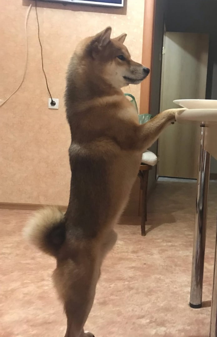 RUBYLIGHT DIN WINCHESTER. AMERICAN AKITA RUBYLIGHT KENNEL I SHIBA-INU