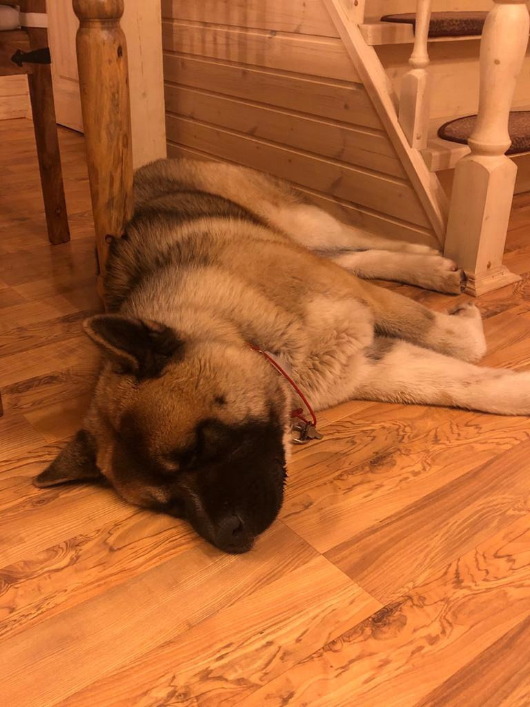 RUBYLIGHT BISHAMON * Тиль. AMERICAN AKITA RUBYLIGHT KENNEL I SHIBA-INU