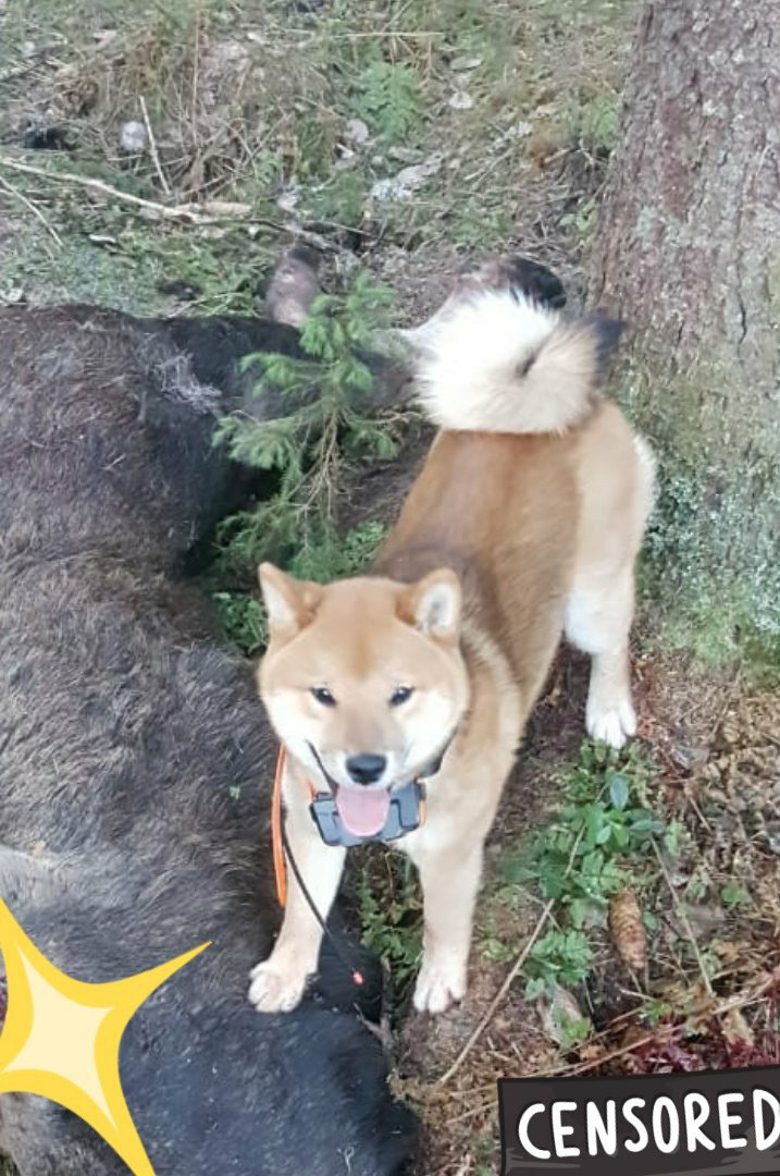 RUBYLIGHT DEXTER. AMERICAN AKITA RUBYLIGHT KENNEL I SHIBA-INU